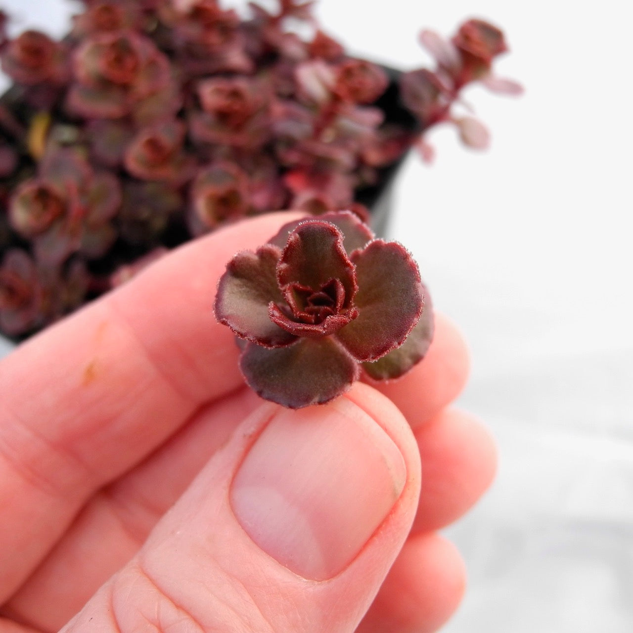 Red Carpet Sedum - Sedum spurium 'Red Carpet'