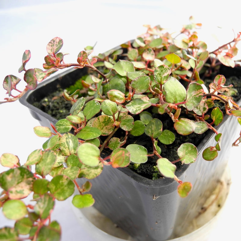 Variegated Fairy Vine - Angel Vine - Muehlenbeckia complexa 'Tricolor'