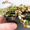 Variegated Fairy Vine - Angel Vine - Muehlenbeckia complexa 'Tricolor'
