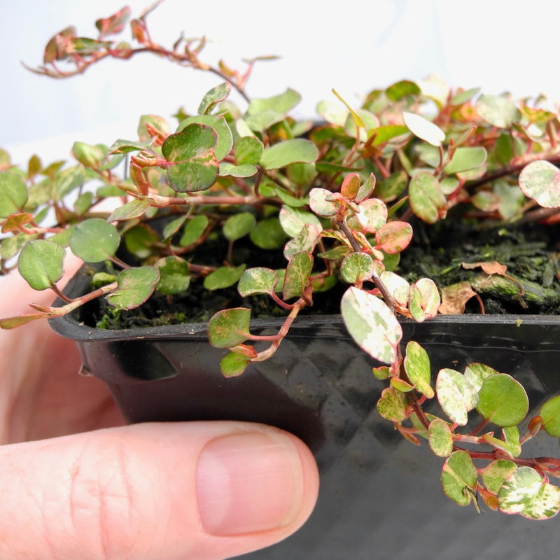 Variegated Fairy Vine - Angel Vine - Muehlenbeckia complexa 'Tricolor'
