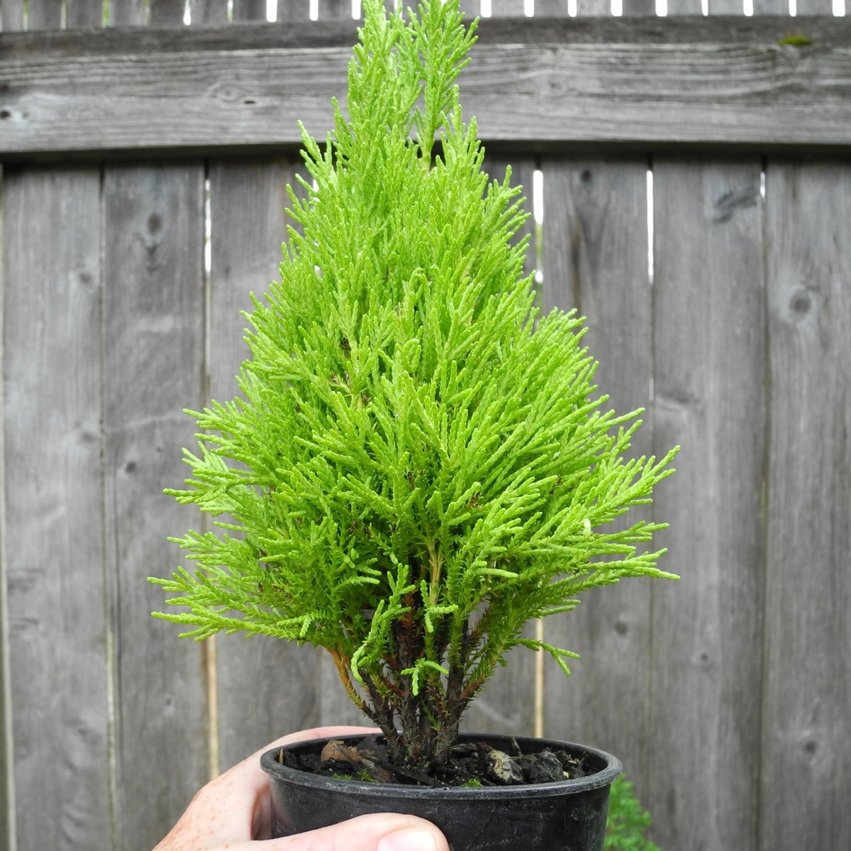 Wilma Goldcrest Monterey Lemon Cypress - Cupressus macrocarpa