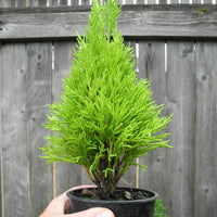 Wilma Goldcrest Monterey Lemon Cypress - Cupressus macrocarpa