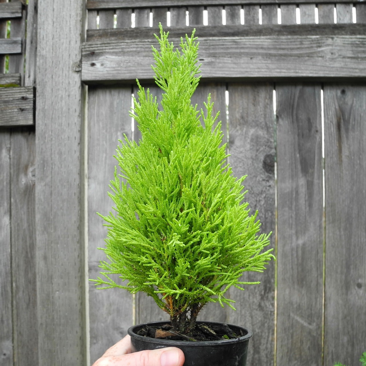 Wilma Goldcrest Monterey Lemon Cypress - Cupressus macrocarpa