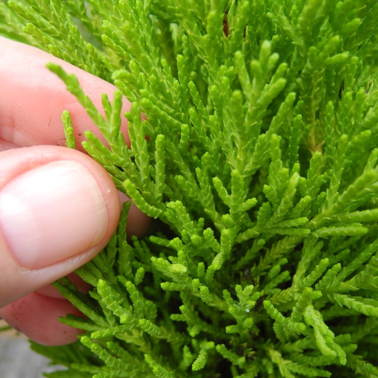 Wilma Goldcrest Monterey Lemon Cypress - Cupressus macrocarpa