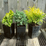 Mini Garden Tree Set: Nana Lutea Hinoki, Blue Star Juniper & Gold Mop Threadbranch Cypress
