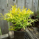 Mini Garden Tree Set: Nana Lutea Hinoki, Blue Star Juniper & Gold Mop Threadbranch Cypress