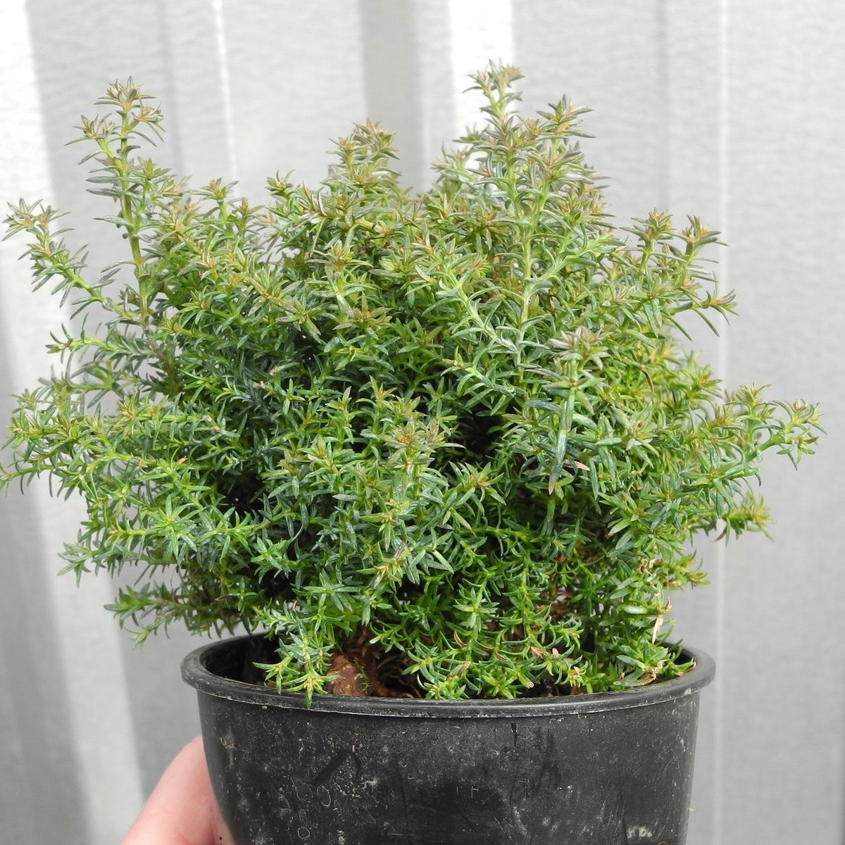 Gimborn Beauty Hinoki Cypress - Chamaecyparis obtusa 'Gimborn Beauty'