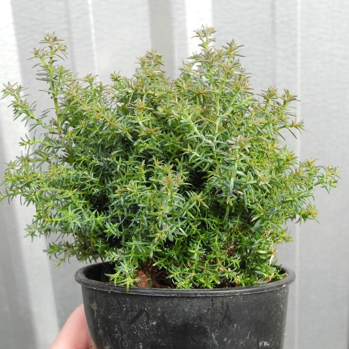 Gimborn Beauty Hinoki Cypress - Chamaecyparis obtusa 'Gimborn Beauty'