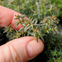 Gimborn Beauty Hinoki Cypress - Chamaecyparis obtusa 'Gimborn Beauty'