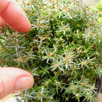 Gimborn Beauty Hinoki Cypress - Chamaecyparis obtusa 'Gimborn Beauty'