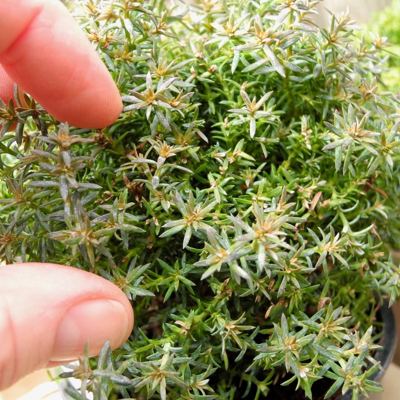 Gimborn Beauty Hinoki Cypress - Chamaecyparis obtusa 'Gimborn Beauty'