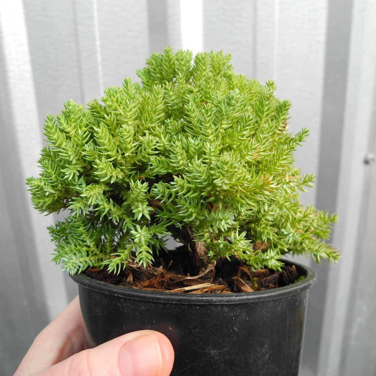 Dwarf Japanese Garden Juniper - Juniperus procumbens 'Nana'
