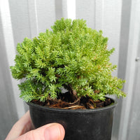 Dwarf Japanese Garden Juniper - Juniperus procumbens 'Nana'