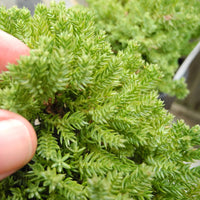 Dwarf Japanese Garden Juniper - Juniperus procumbens 'Nana'