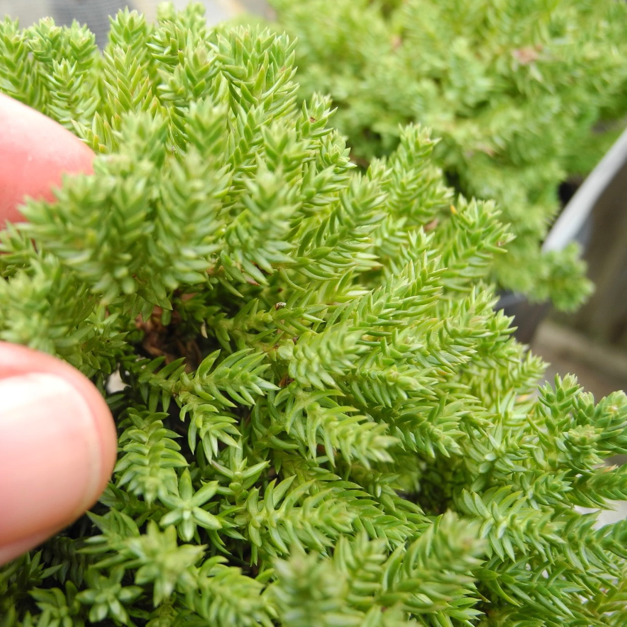 Dwarf Japanese Garden Juniper - Juniperus procumbens 'Nana'