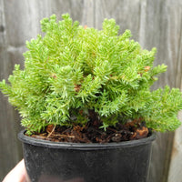 Dwarf Japanese Garden Juniper - Juniperus procumbens 'Nana'