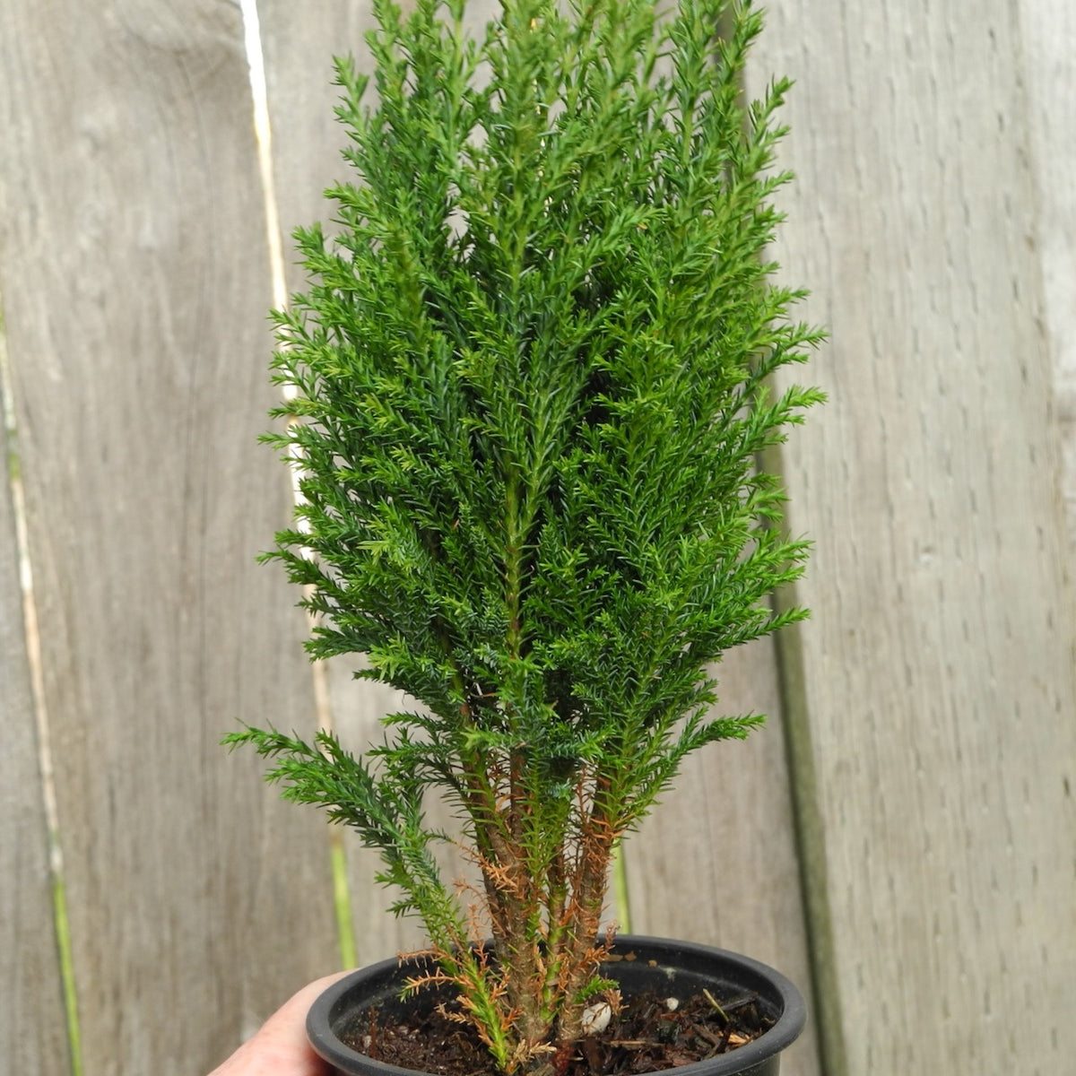Ellwood Falsecypress - Chamaecyparis lawsoniana 'Ellwoodii'