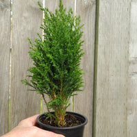 Ellwood Falsecypress - Chamaecyparis lawsoniana 'Ellwoodii'
