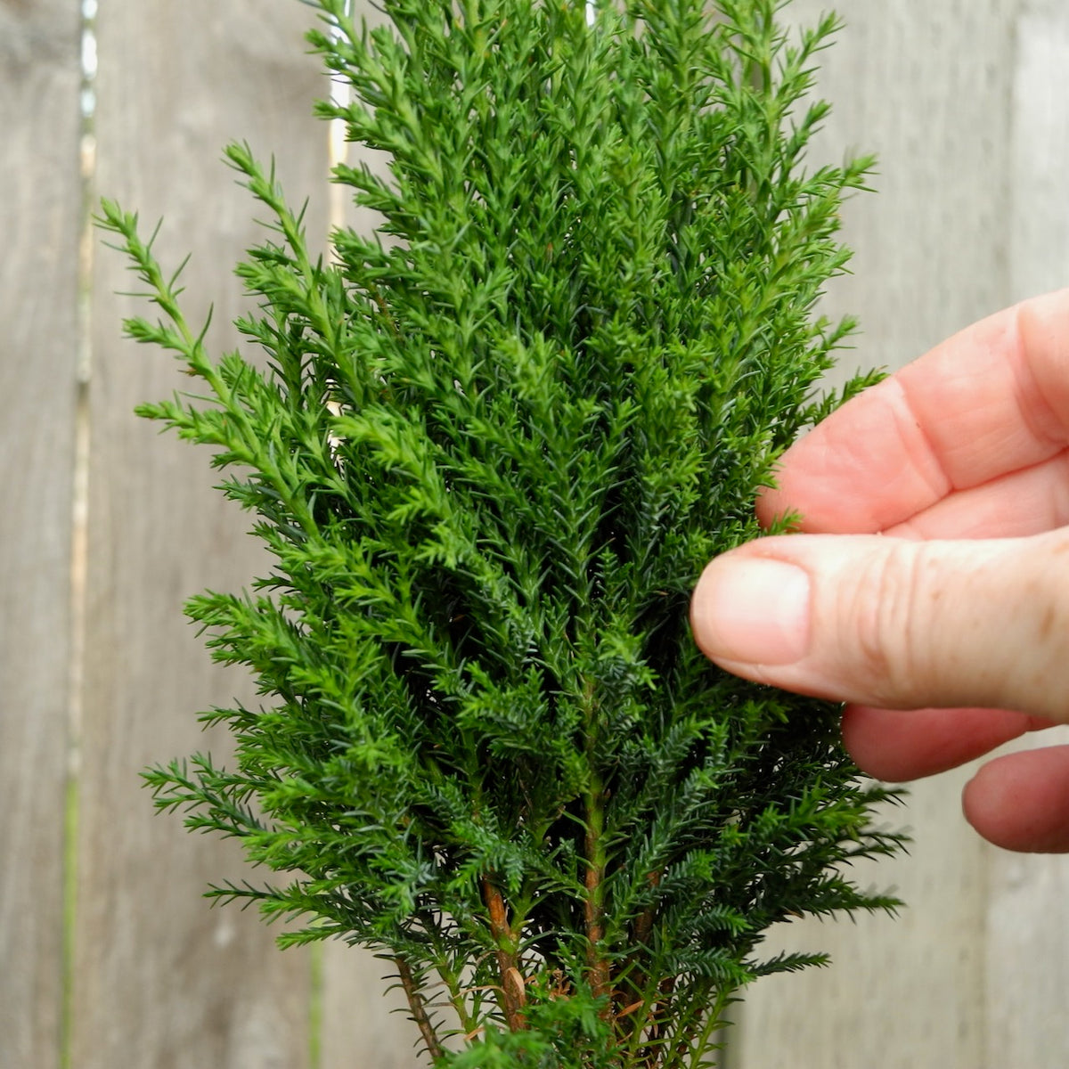 Ellwood Falsecypress - Chamaecyparis lawsoniana 'Ellwoodii'