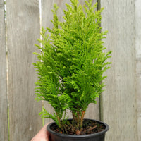 Ellwood's Empire Cypress - Chamaecyparis lawsoniana 'Ellwood's Empire'