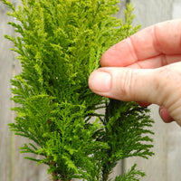 Ellwood's Empire Cypress - Chamaecyparis lawsoniana 'Ellwood's Empire'