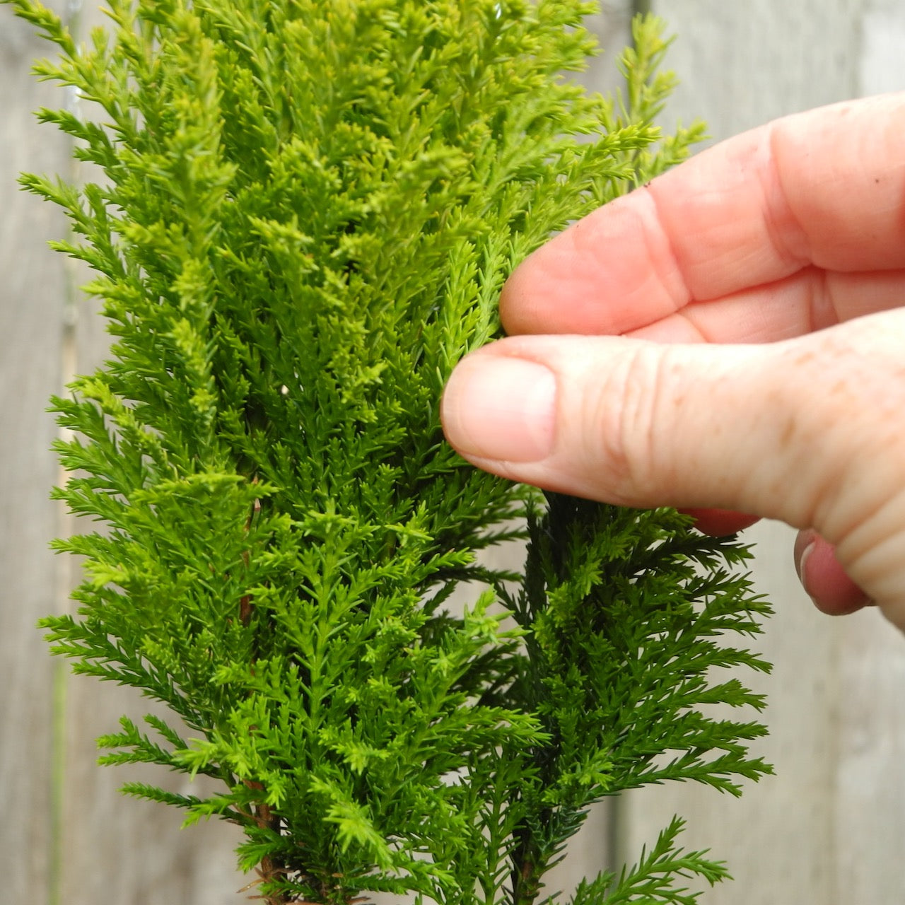 Ellwood's Empire Cypress - Chamaecyparis lawsoniana 'Ellwood's Empire'