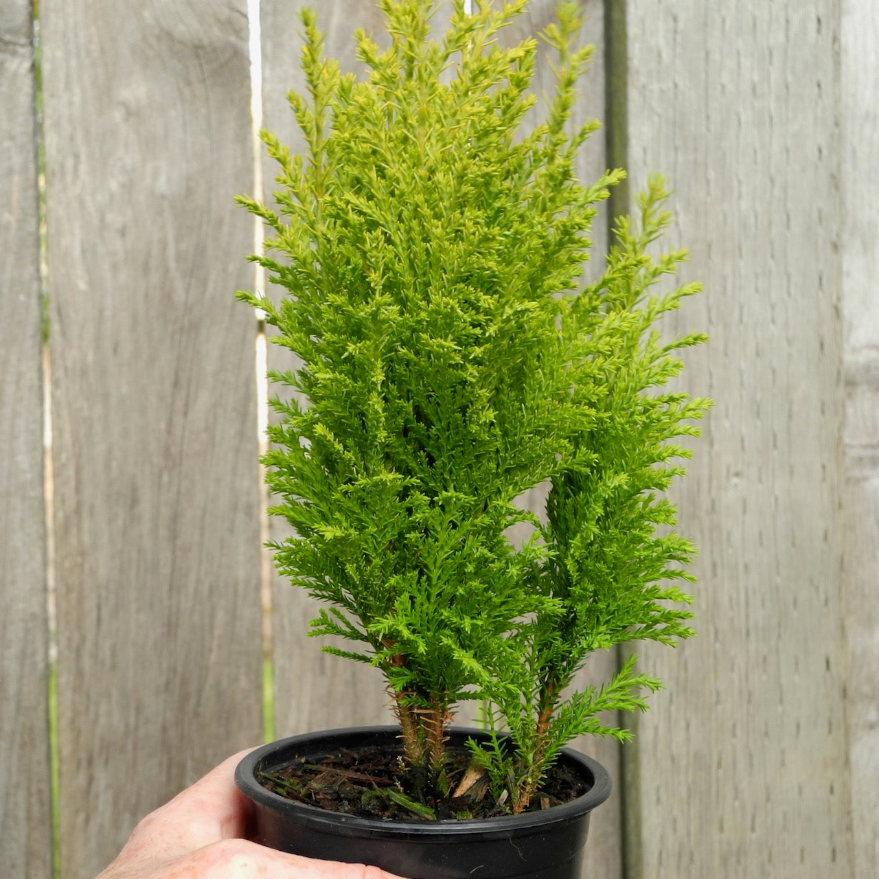 Ellwood's Empire Cypress - Chamaecyparis lawsoniana 'Ellwood's Empire'