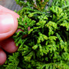 Gemstone Hinoki Cypress - Chamaecyparis obtusa ‘Gemstone'