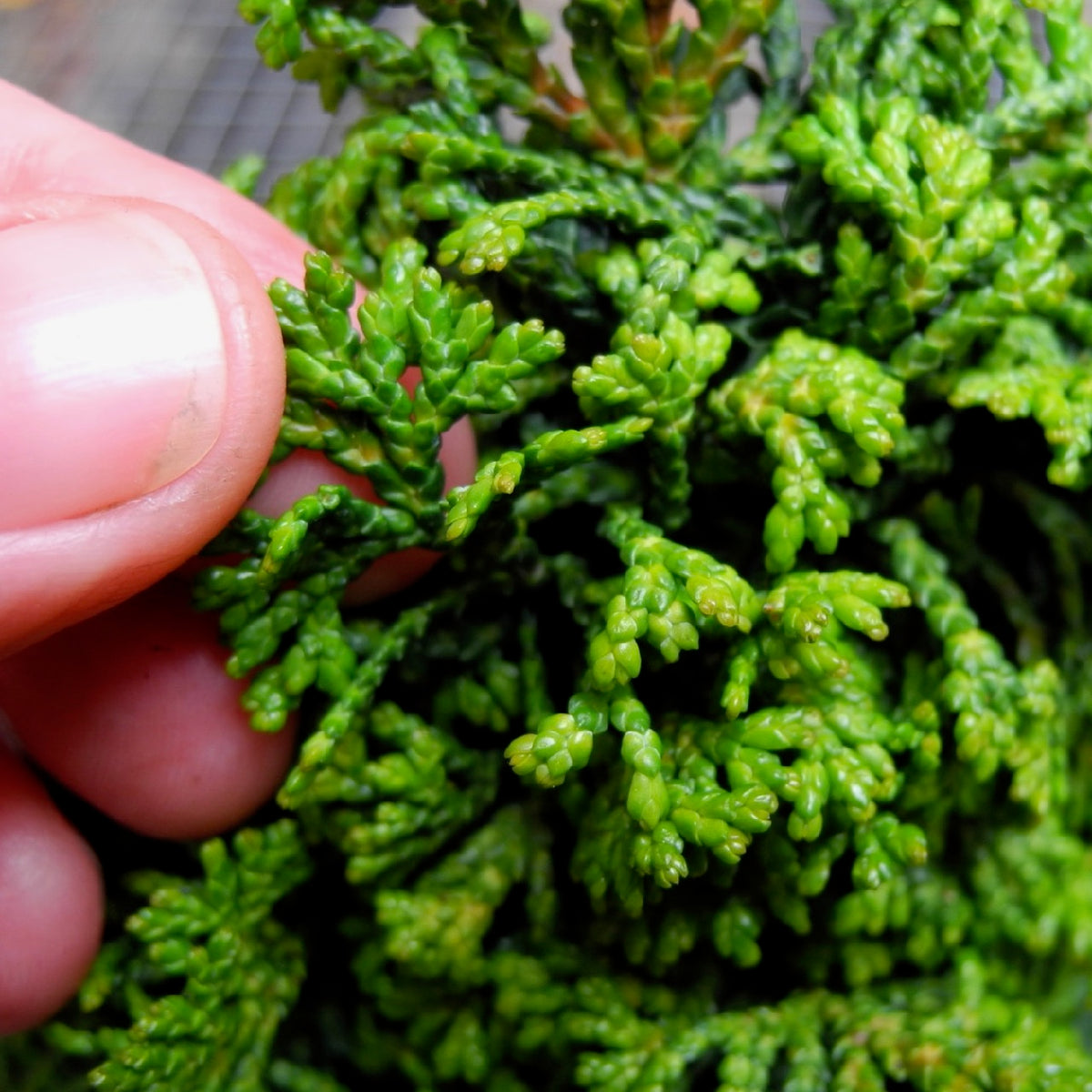 Gemstone Hinoki Cypress - Chamaecyparis obtusa ‘Gemstone'