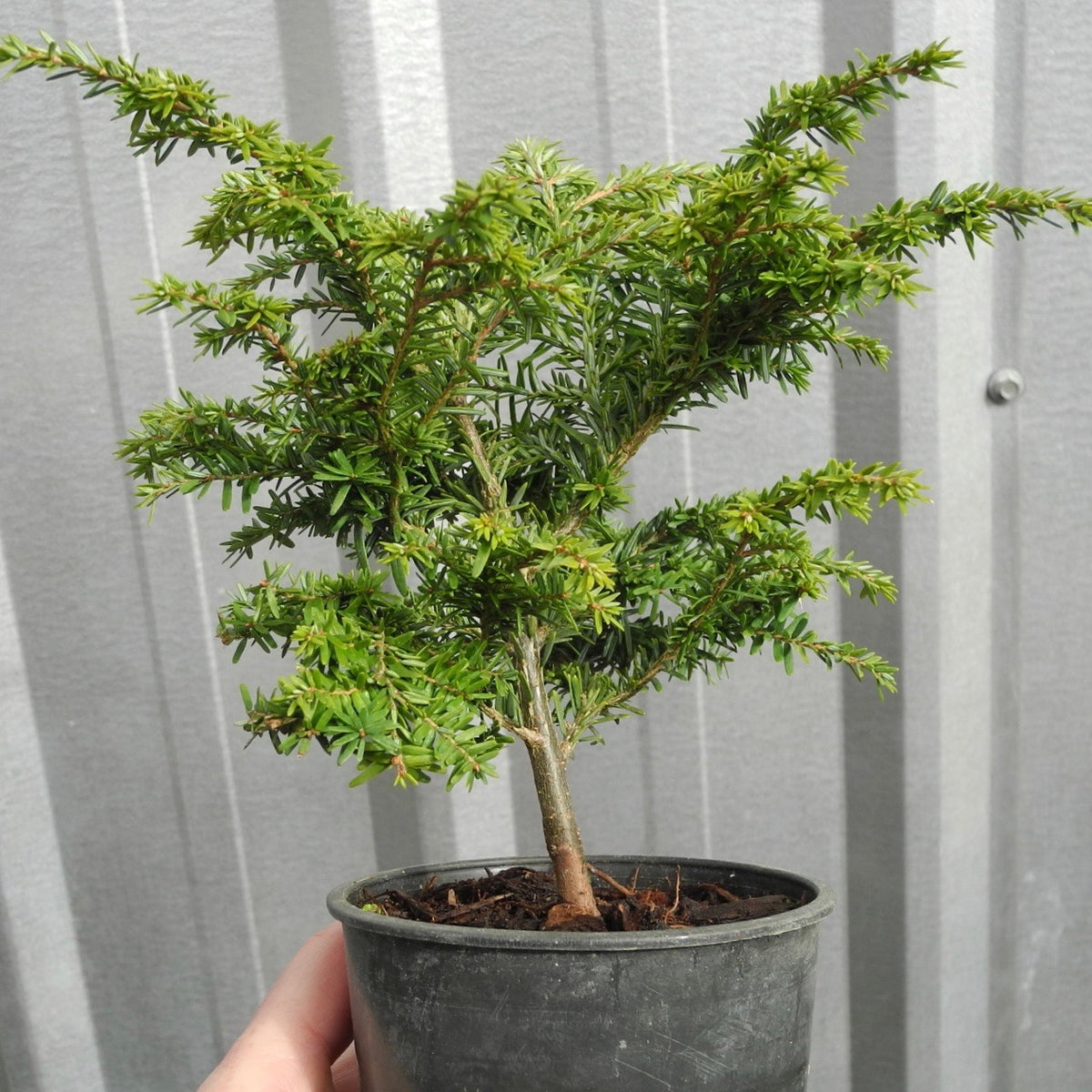 Gracilis Canadian Hemlock - Tsuga diversifolia 'Gracilis'