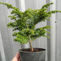 Gracilis Canadian Hemlock - Tsuga diversifolia 'Gracilis'