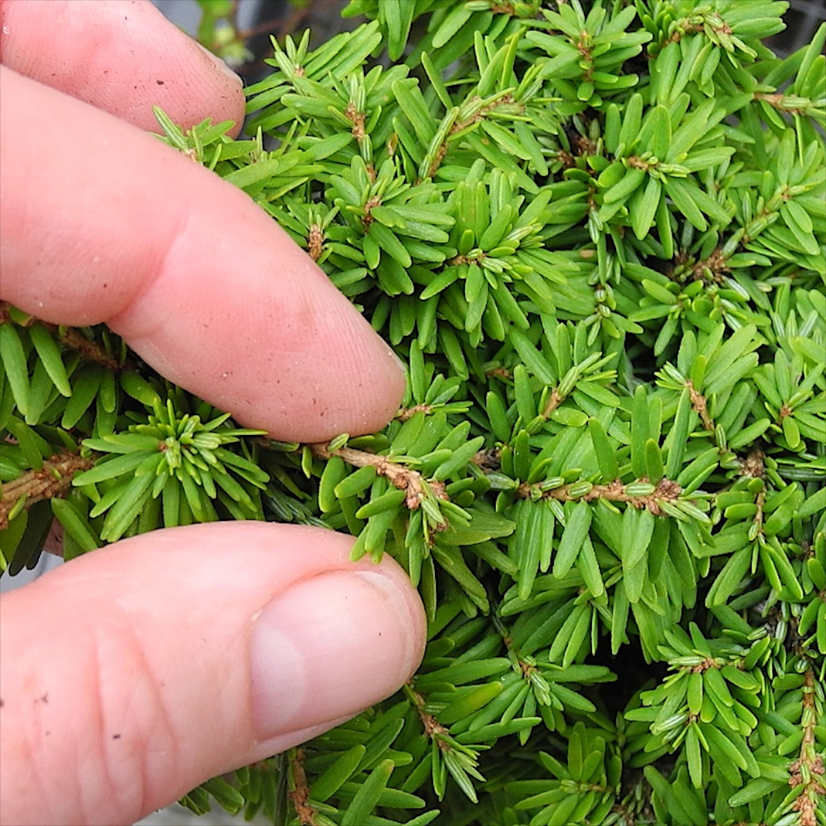 Jervis Dwarf Canada Hemlock - Tsuga canadensis 'Jervis'