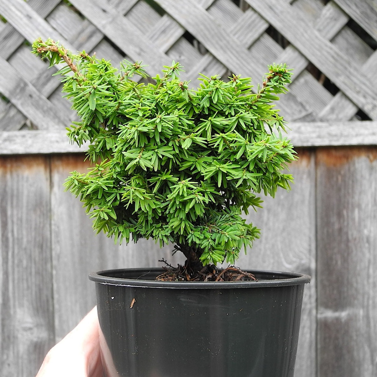 Jervis Dwarf Canada Hemlock - Tsuga canadensis 'Jervis'
