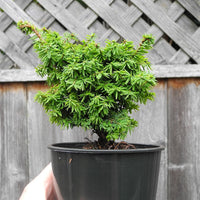 Jervis Dwarf Canada Hemlock - Tsuga canadensis 'Jervis'