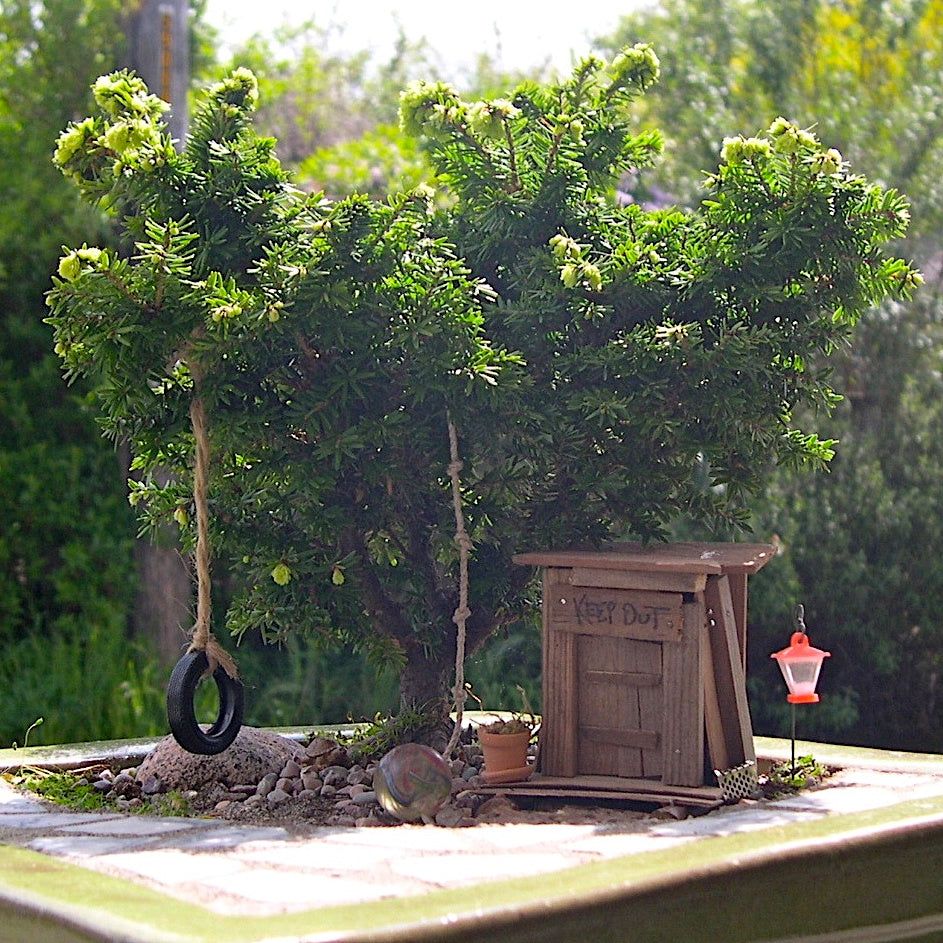 Jervis Dwarf Canada Hemlock - Tsuga canadensis 'Jervis'