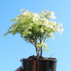 Moon Frost Canada Hemlock - Tsuga canadensis 'Moon Frost'