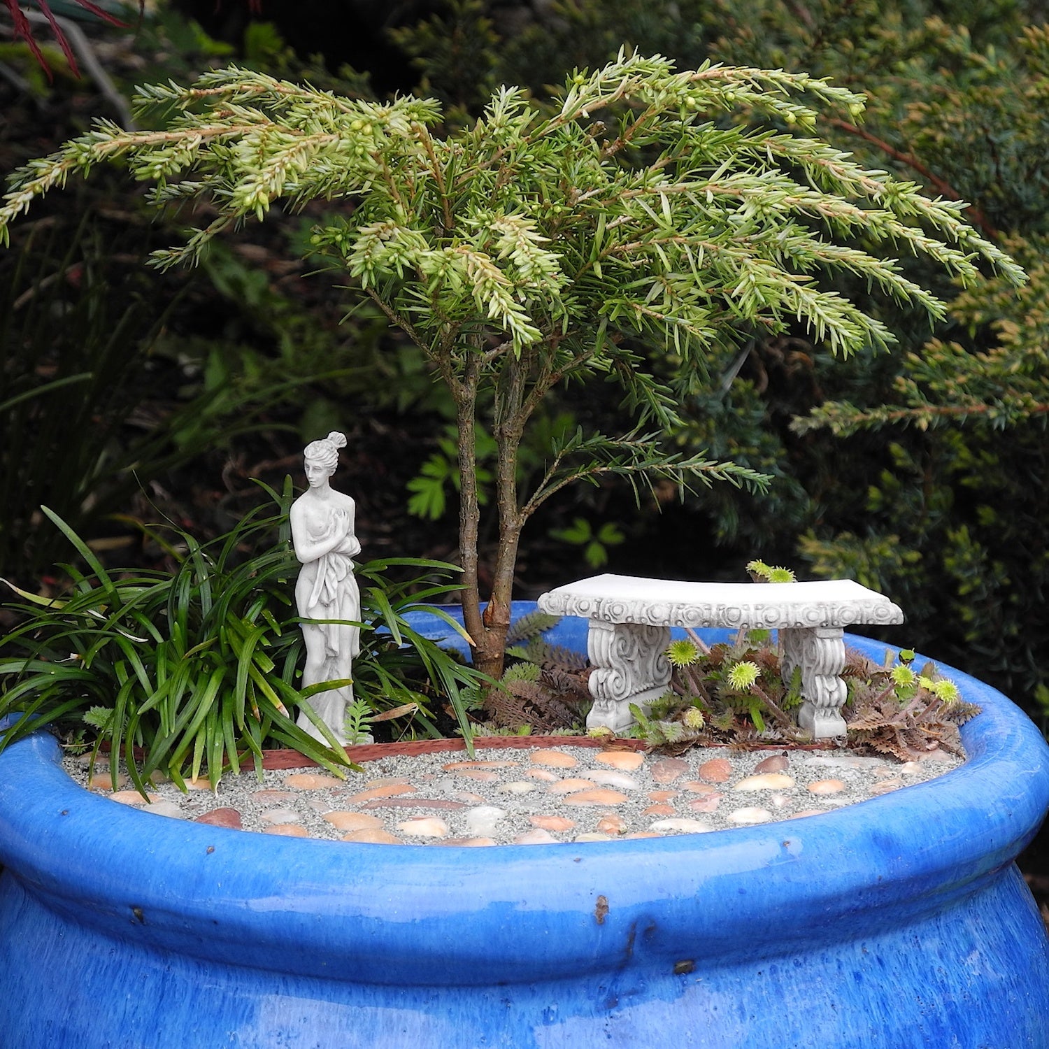 Moon Frost Canada Hemlock - Tsuga canadensis 'Moon Frost'