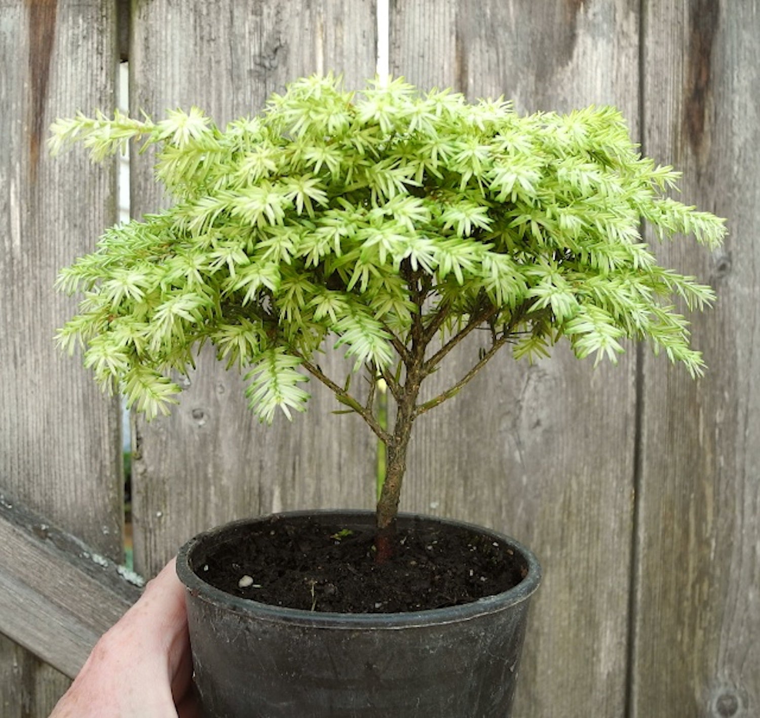 Miniature Garden Tree Moon Frost Canada Hemlock - Tsuga canadensis