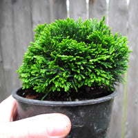 True Dwarf Hinoki Cypress - Chameacyparis obtusa 'Nana"