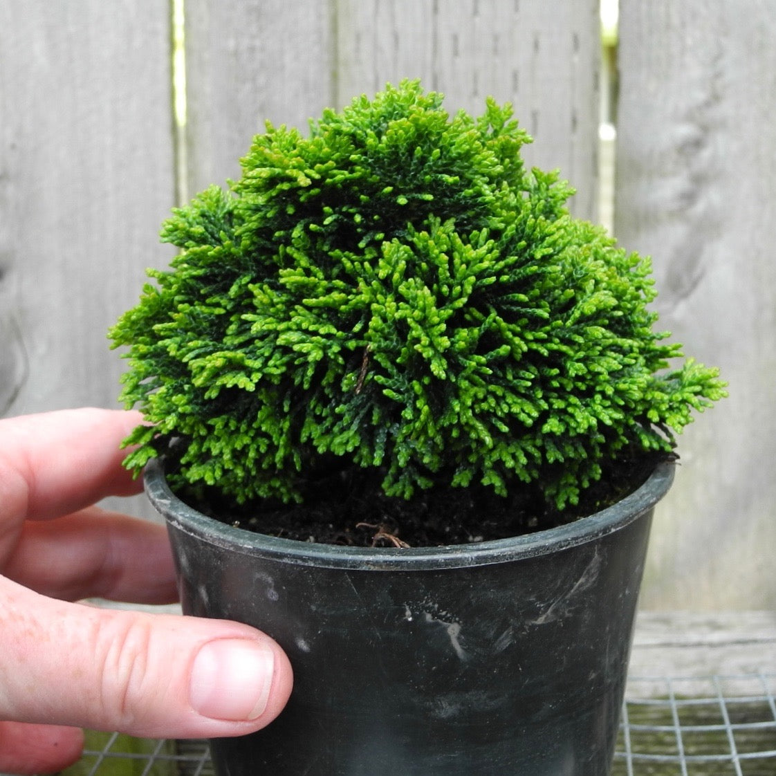 True Dwarf Hinoki Cypress - Chameacyparis obtusa 'Nana"