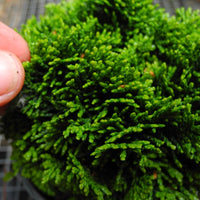 True Dwarf Hinoki Cypress - Chameacyparis obtusa 'Nana"