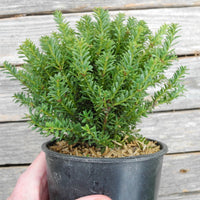 Red Tip Mountain Plum Pine - Podocarpus x 'Red Tip'
