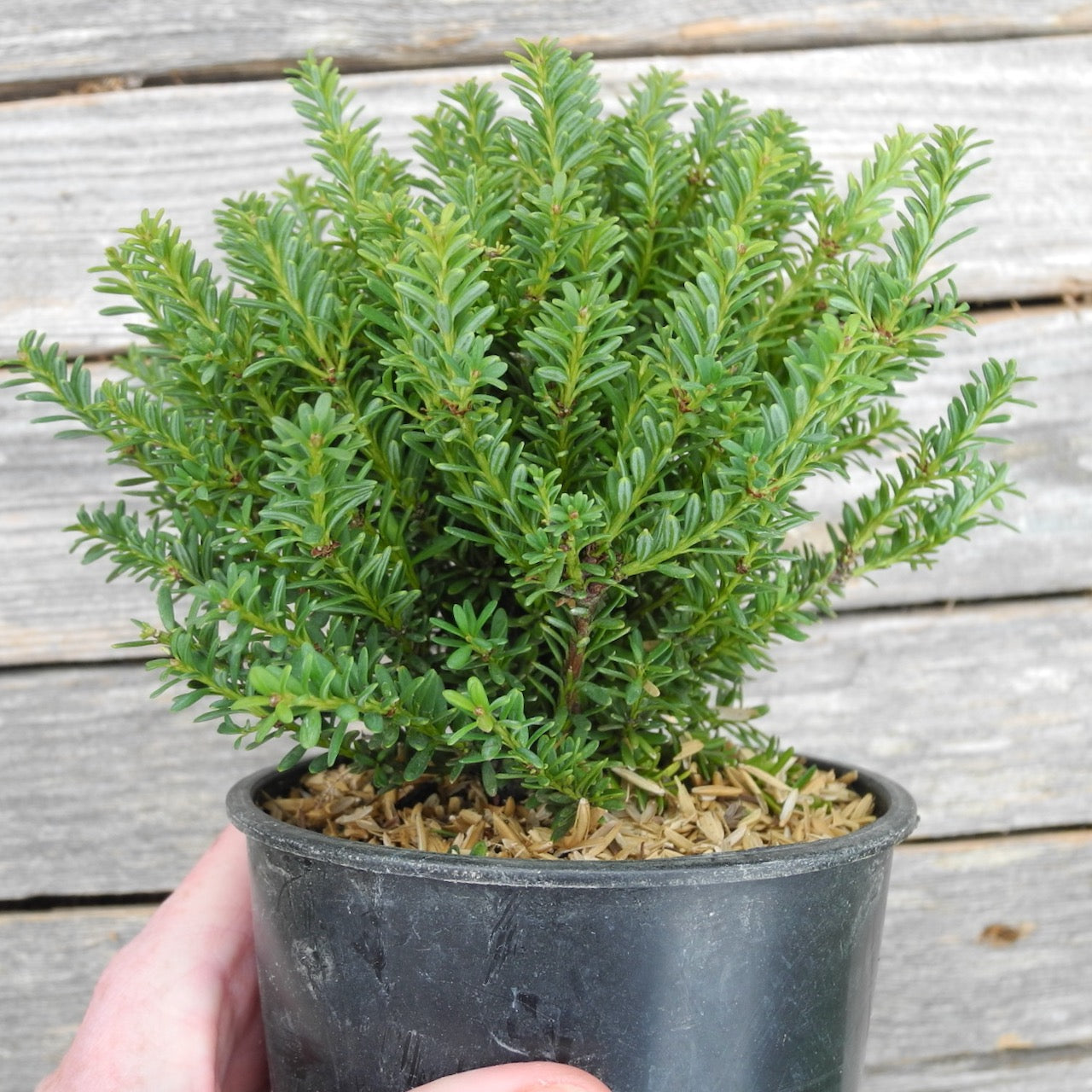 Red Tip Mountain Plum Pine - Podocarpus x 'Red Tip'