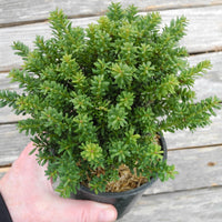 Red Tip Mountain Plum Pine - Podocarpus x 'Red Tip'