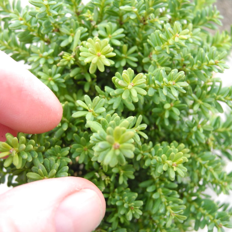 Miniature Garden Shrub Red Tip Mountain Plum Pine - Podocarpus x 'Red Tip'   Two Green Thumbs Miniature Garden Center