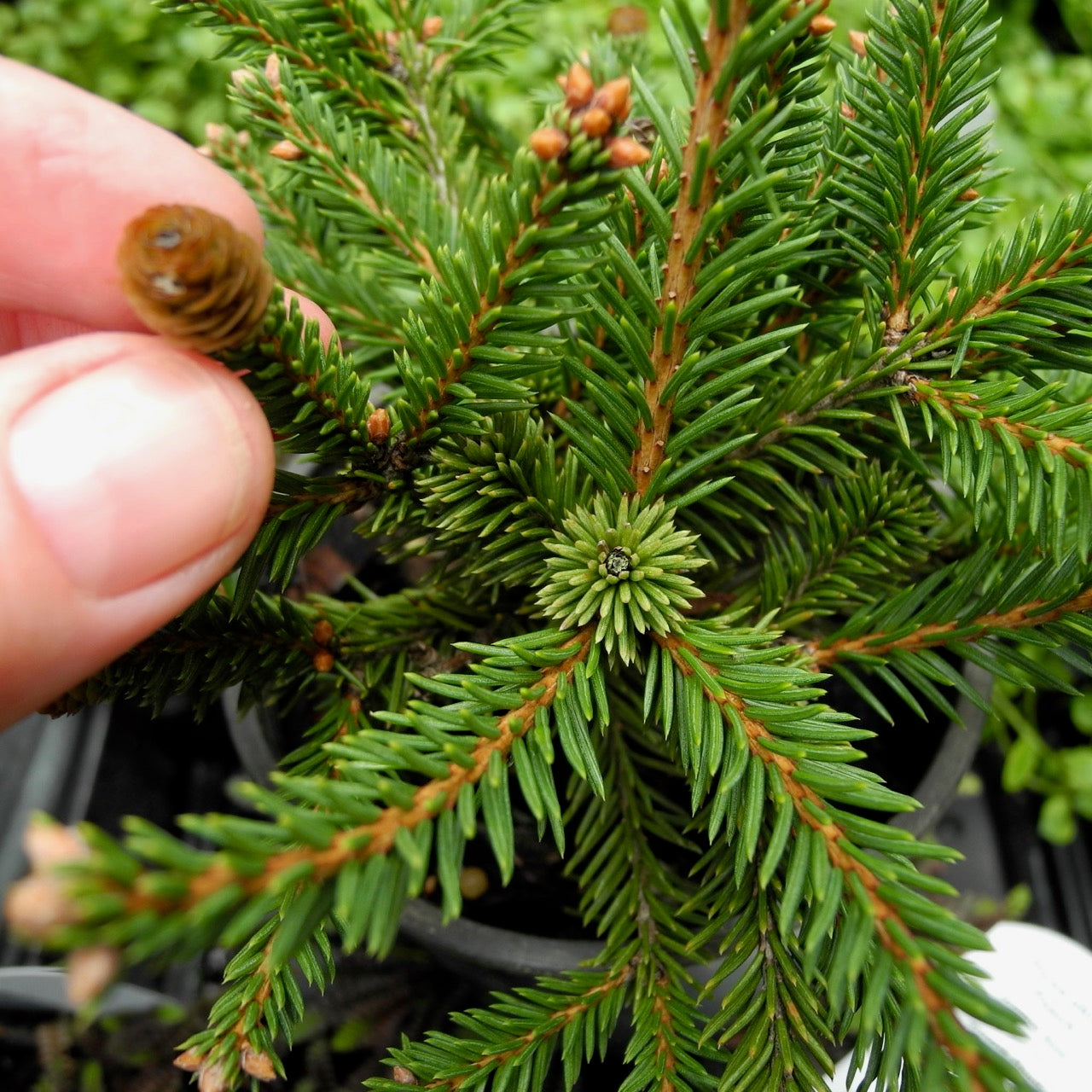 Pusch Dwarf Norway Spruce - Picea abies 'Pusch'