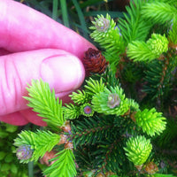 Pusch Dwarf Norway Spruce - Picea abies 'Pusch'