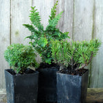 Mini Garden Tree Set: Fernspray Hinoki Cypress, Cumulus Sawara Cypress & Slowmound Mugo Pine