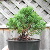 Shimpaku Chinese Juniper - Juniperus chinensis 'Shimpaku'