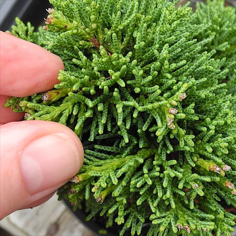 Shimpaku Chinese Juniper - Juniperus chinensis 'Shimpaku'
